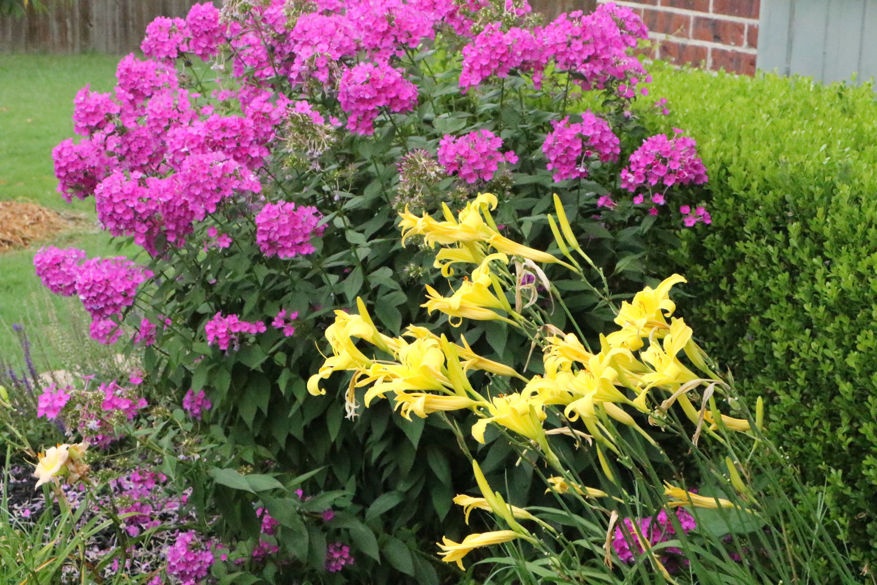 July Yard of the Month
